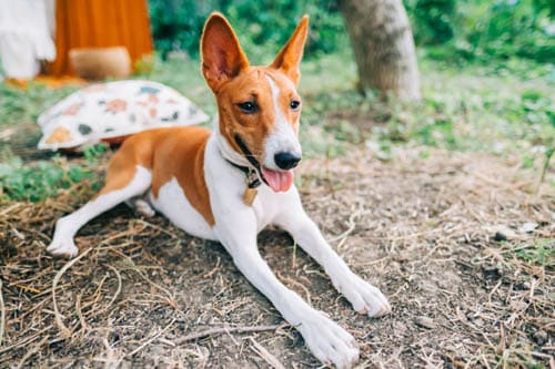 Basenji temperament