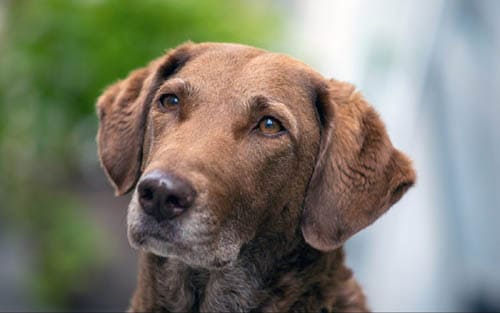 Chesapeake Bay Retriever temperament