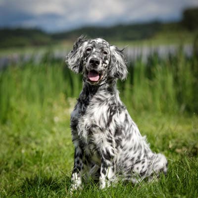 English Setter temperament