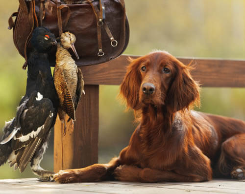 Irish Setter temperament