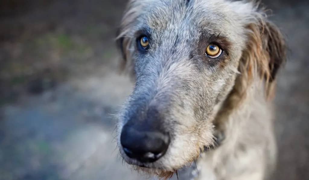 Irish Wolfhound temperament