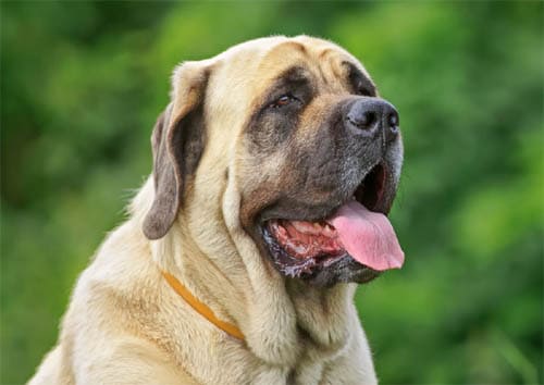 Mastiff temperament