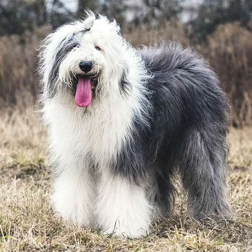 Old English Sheepdog temperament