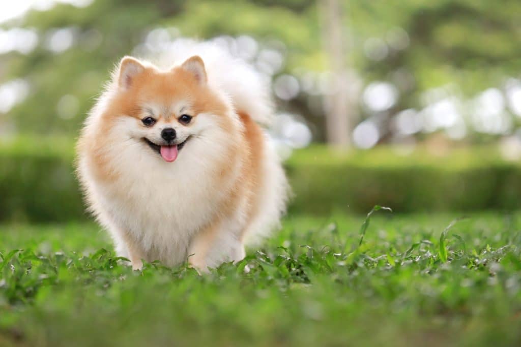 Pomeranian temperament