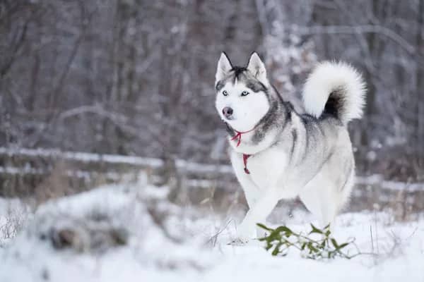 Siberian Husky temperament