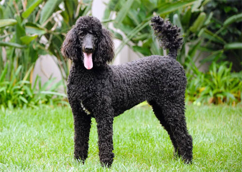 Poodle temperament