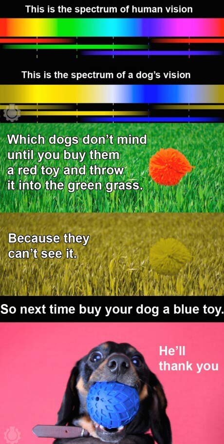 DOG VISION & EYES √ DOGICA® How Dogs see Color? Dog vs Human Vision