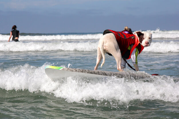 surfing dog competition