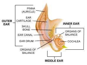 Dog Ear Type and Shape, Clean Dog Ears