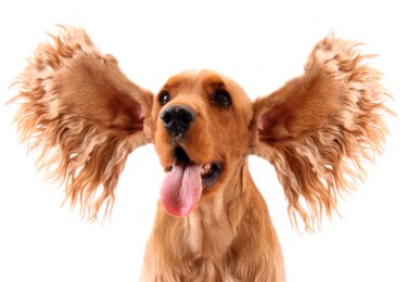 Dog Ear TypeS