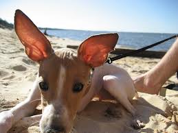 Dog and Puppy Ear