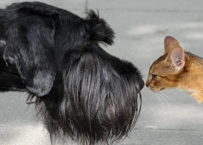 dog and cat, dog vs cat