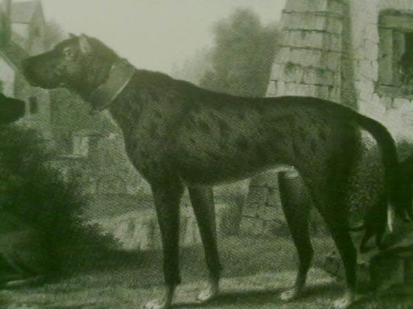 ANCIENT DOG PHOTOS