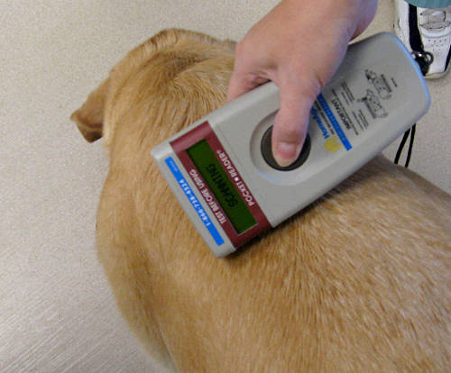 Dog Microchip, Scanners, Implants, ID