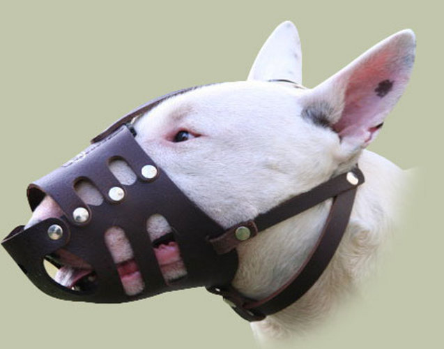 How To Wear Dog Muzzle