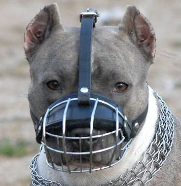 best muzzle for dogs forum