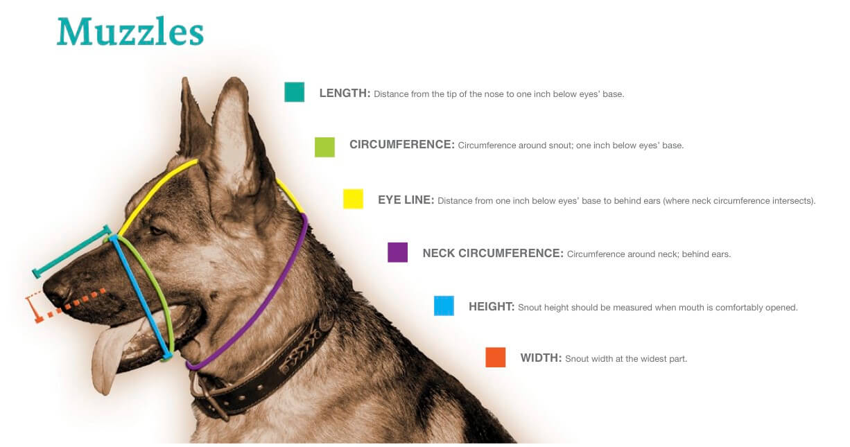 Dog Muzzle Measurements, Charts, How to Measure Dog Muzzle