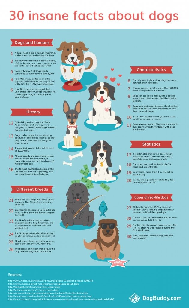 Dog Myths, Facts, Stories and Stereotypes