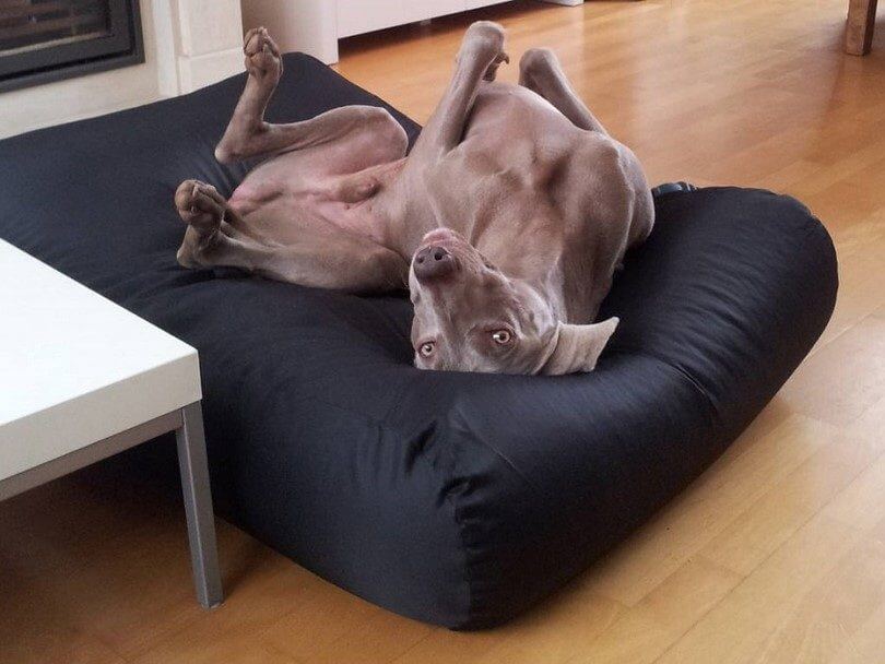 Dog Bed, Sofa & Couch √ Ergonomic, Orthopedic, Luxury Dog Beds