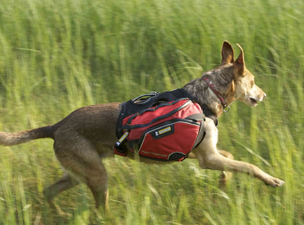 DOG & PUPPY BACKPACK CATEGORIES & COMPARISON