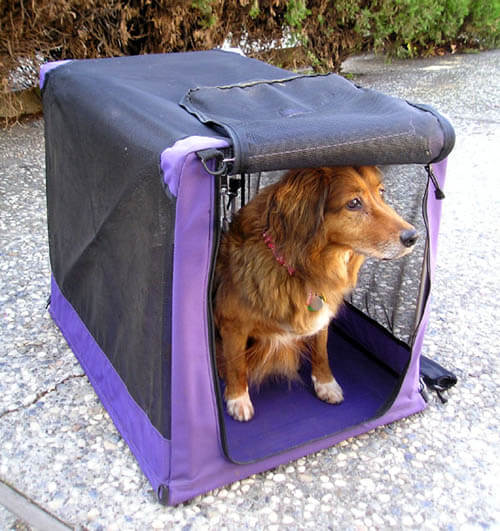 BEST DOG & PUPPY CRATE BUYING GUIDE & INSTRUCTIONS