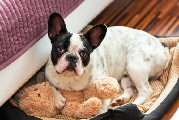 HOW TO WASH AND CLEAN DOG AND PUPPY BEDS, SOFAS & COUCHES