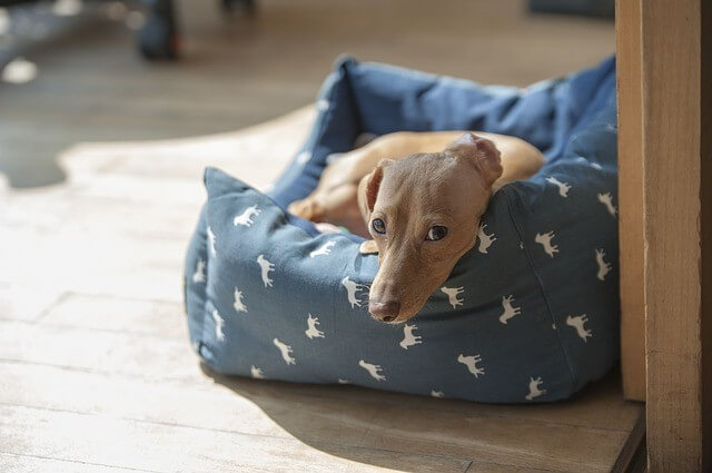 TRAVEL & OUTDOOR DOG BEDS