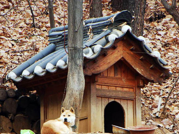 Classical Korean Architecture - CREATIVE DESIGNER DOG & PUPPY HOUSES, KENNELS