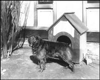 HISTORY OF DOGHOUSE, KENNEL, IGLOO
