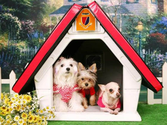 Product and Photo by Funky Pets - CREATIVE DESIGNER DOG & PUPPY HOUSES, KENNELS