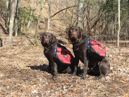 DOG & PUPPY BACKPACK WEAR TRAINING GUIDE - TEACHING GUIDE & INSTRUCTIONS