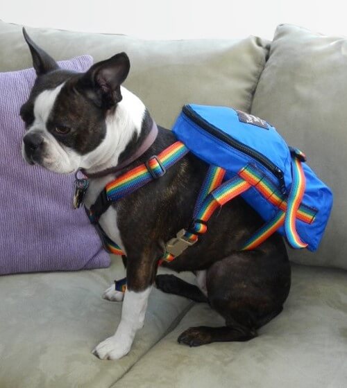 CUSTOM DOG & PUPPY CARRIERS, BAGS, BACKPACKS - BUY ONLINE, COMPARISON, REVIEWS