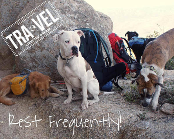CAMPING WITH YOUR DOG, HIKING WITH YOUR DOG - TIPS, VIDEOS, PHOTOS,  GUIDE, MANUAL, INSTRUCTIONS