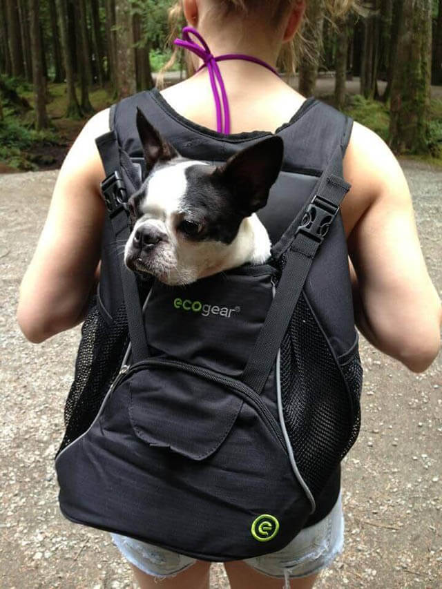 BEST DOG & PUPPY CARRIER BACKPACKS REVIEWS, BUY, COMPARISON, OUTDOOR SADDLE BAGS, DOG CARRYING HARNESS