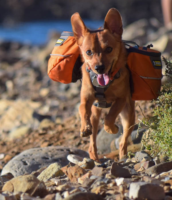 DIFFERENT BACKPACKS FOR DIFFERENT DOGS