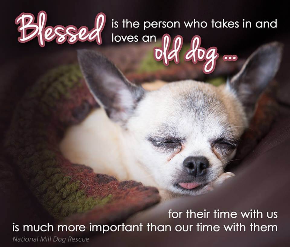 SHELTERS, RESCUED DOGS, ADOPT A DOG or A PUPPY!!!