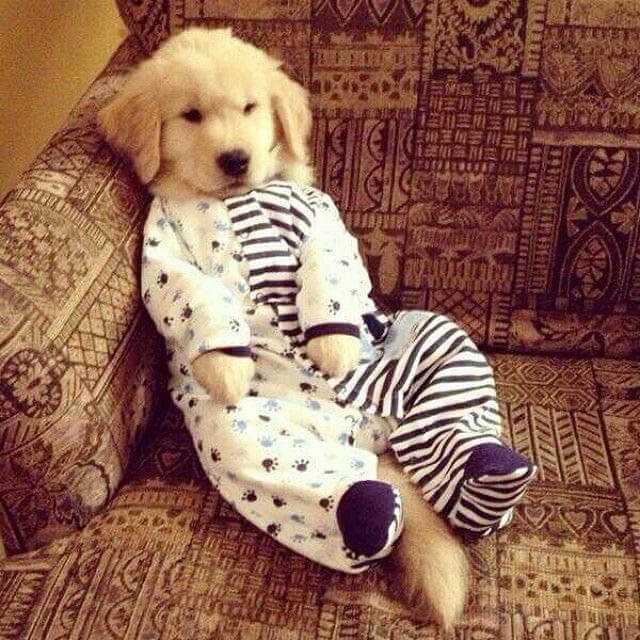 Dog Pajamas (+Photos, Patterns, Parties:) √ DOGICA®