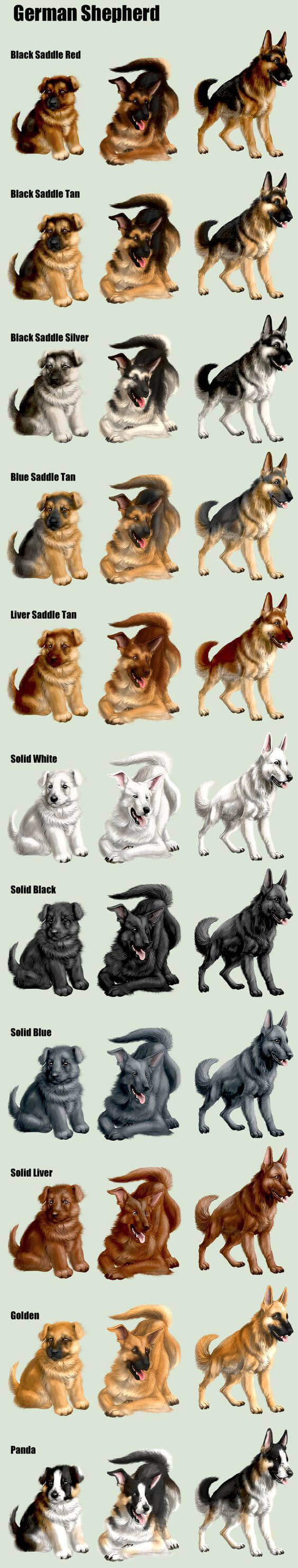 what-color-will-puppies-be