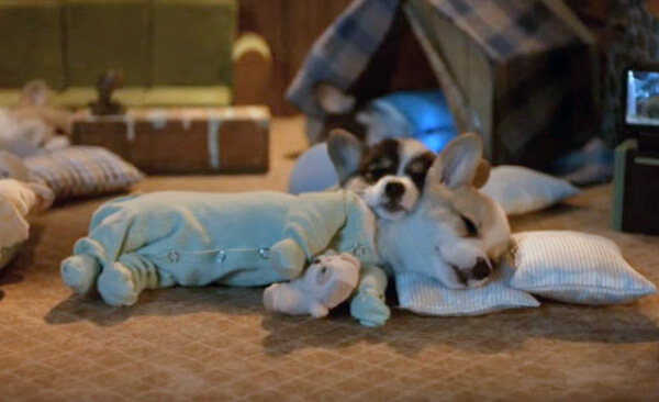 HOW TO CHOOSE BEST DOG & PUPPY PAJAMA