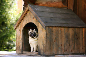 HOW TO CLEAN DOGHOUSE