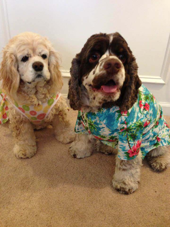 HOW TO THROW MANAGE ORGANIZE GREAT DOG & PUPPY PUP PAJAMA PARTY