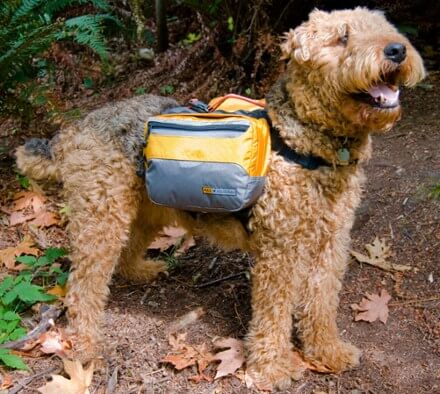DOG & PUPPY BACKPACK CATEGORIES, REVIEWS & COMPARISON