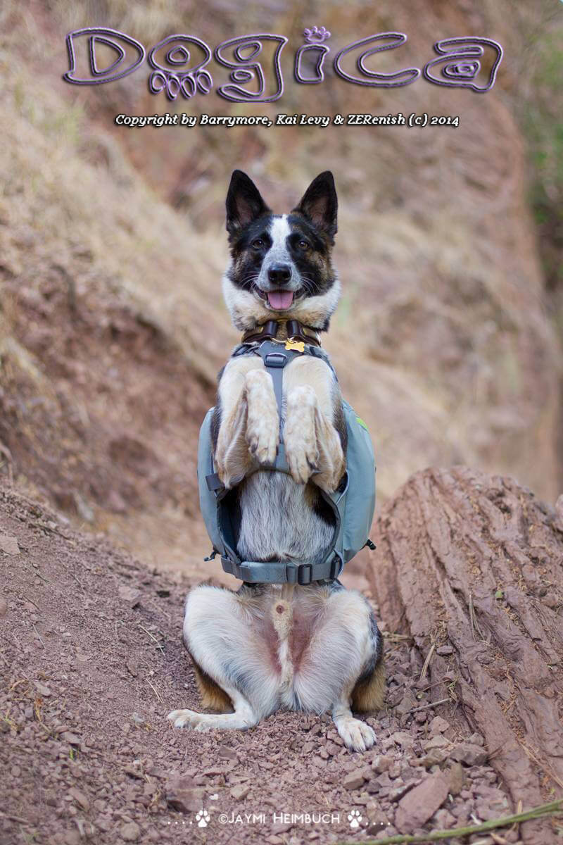 DOG BACKPACK, OUTDOOR SADDLE BAGS