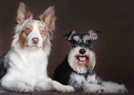 DESIGNER DOGS (BREEDS)