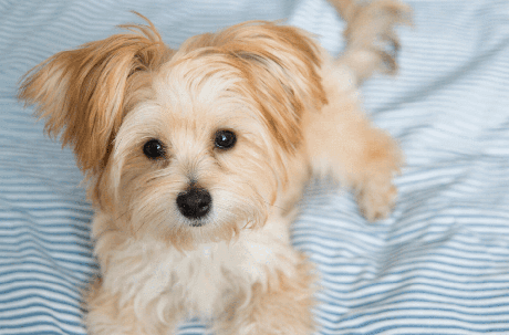 DESIGNER DOGS (BREEDS)