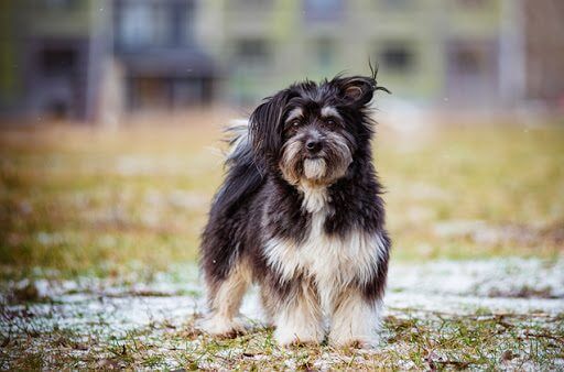 DESIGNER DOGS (BREEDS)