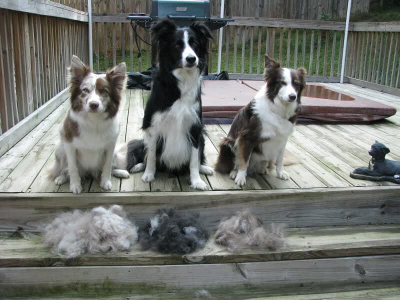 DOG and PUPPY coat and fur SHEDDING!