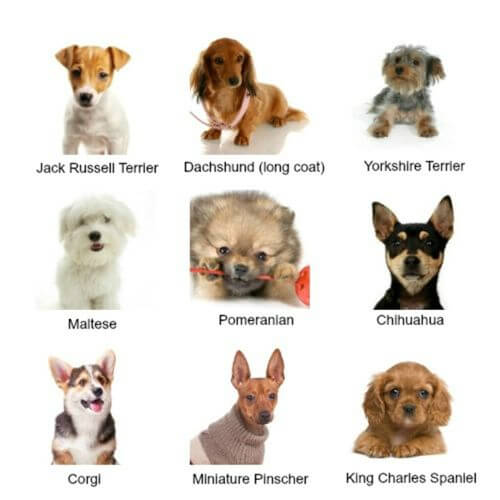 teacup dog breeds list with pictures