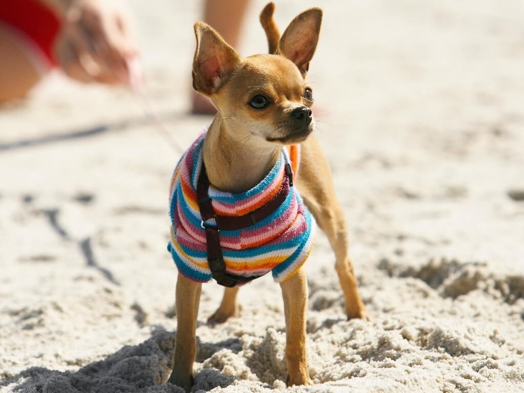 19 Luxury Dog Accessories for Posh Pups - Vetstreet