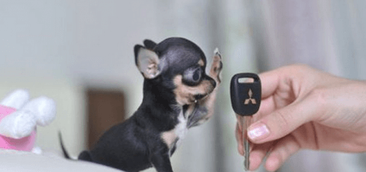 miniature small dog breeds